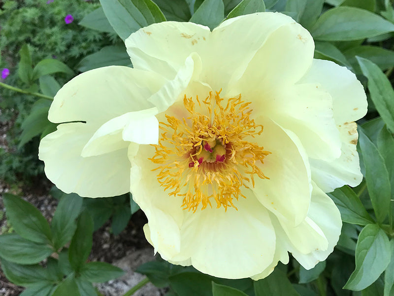 Paeonia, 'Peony Heaven Yellow' hybrid herbaceous peony