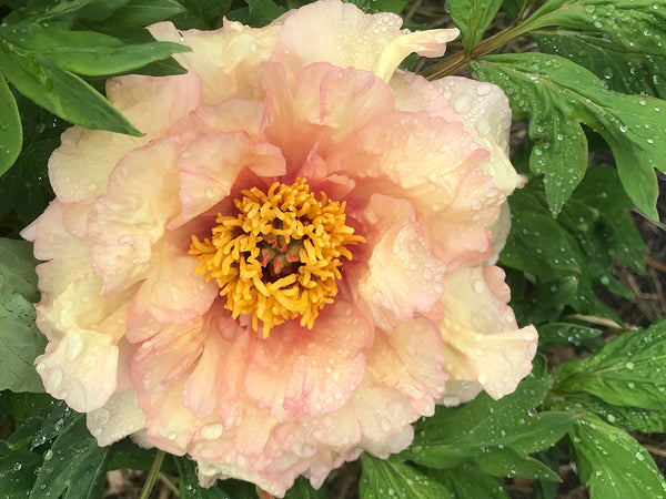 Paeonia, 'Jack's Point' hybrid tree peony