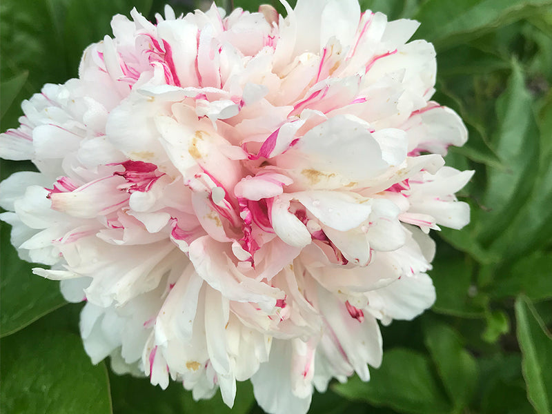 Paeonia lactiflora, 'Kirinmaru'  herbaceous peony