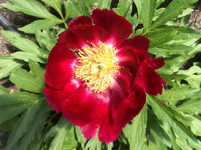 Paeonia, 'Mahogany' hybrid herbaceous peony