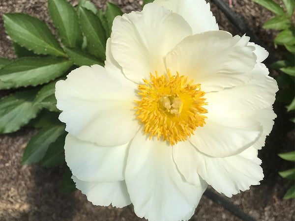 Paeonia, 'Prairie Moon' hybrid herbaceous peony