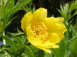 Paeonia lutea var. ludlowii