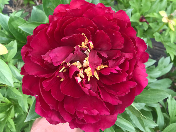 Paeonia, 'Old Faithful' hybrid herbaceous peony