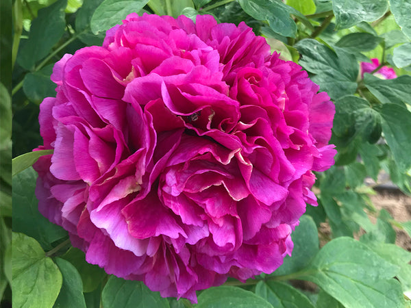 Paeonia rockii, 'Rose Petals Dusted with Gold' Chinese tree peony