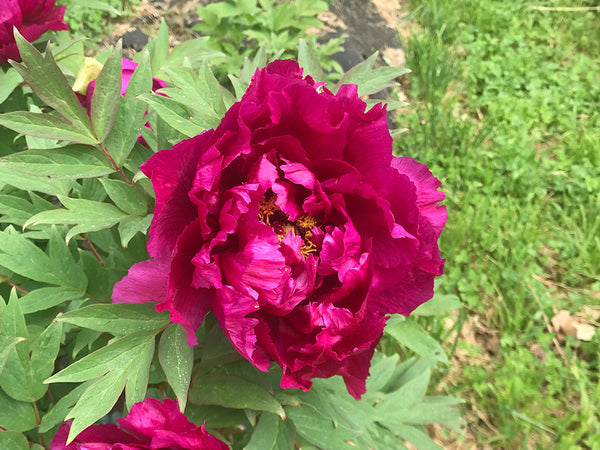 Paeonia suffruticosa, 'Palace of Purple Clouds' Japanese tree peony