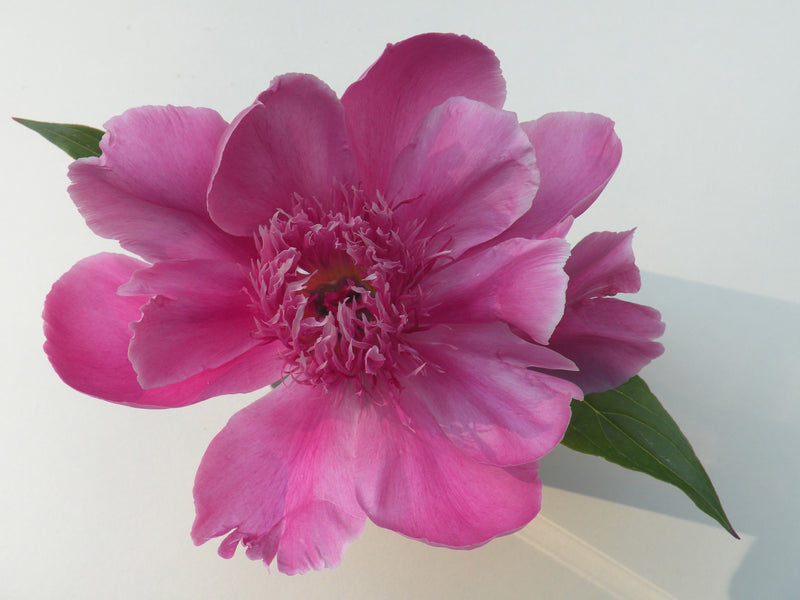 Paeonia lactiflora, 'Purple Phoenix Feather' Chinese herbaceous peony