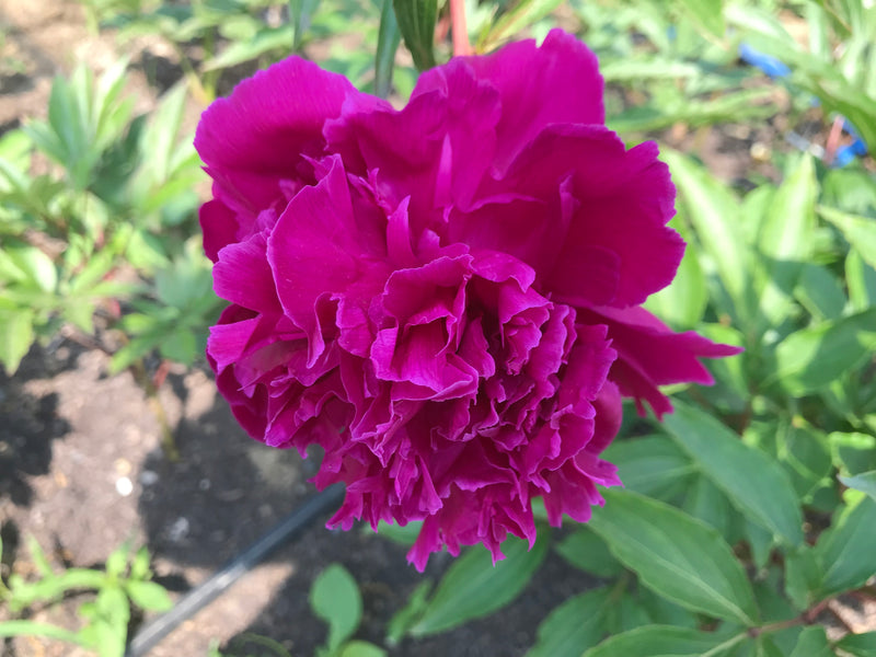Paeonia lactiflora, 'Purple Goose Flying in the Frost' Chinese herbaceous peony