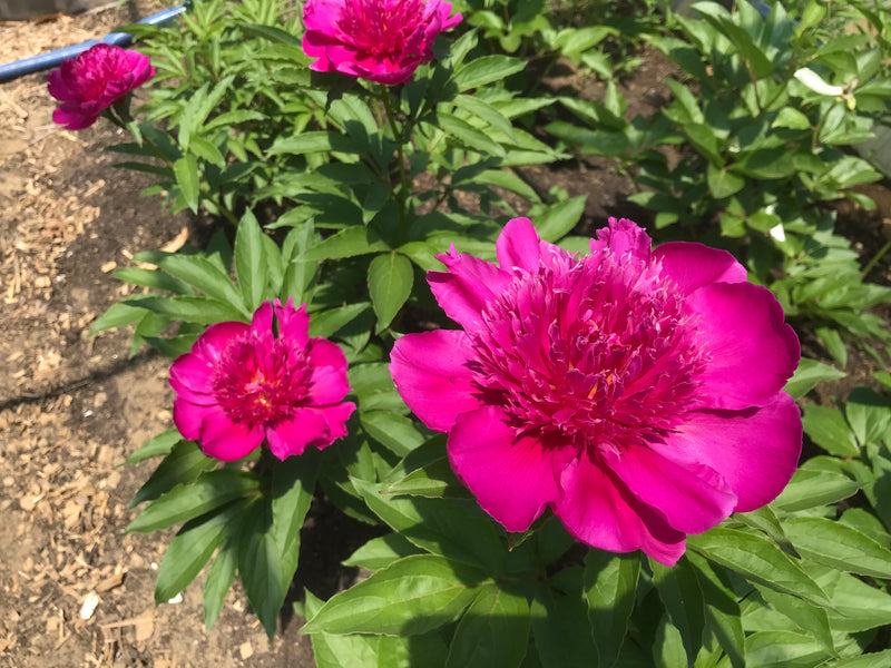 Paeonia lactiflora, 'Purple Phoenix Feather' Chinese herbaceous peony