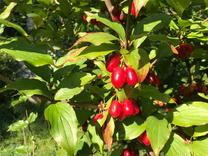 Cornus, 'Red Star' cornelian cherry