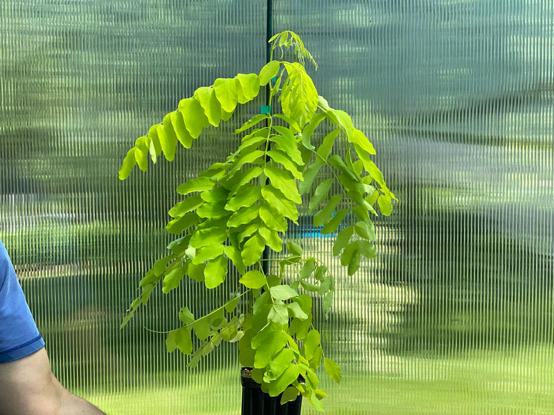 Robinia pseudoacacia, 'Frisia' Black Locust