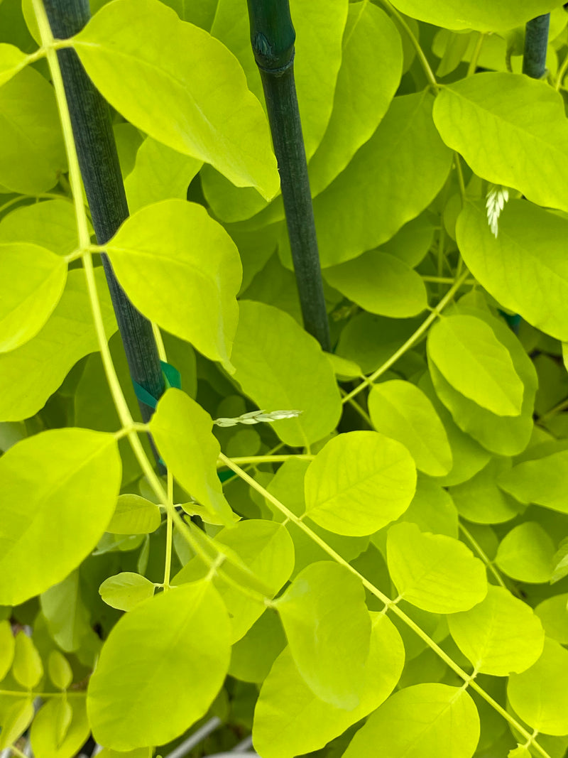 Robinia pseudoacacia, 'Frisia' Black Locust