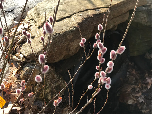 Salix gracilistyla, ‘Mt Aso’ Pink Japanese Pussy Willow