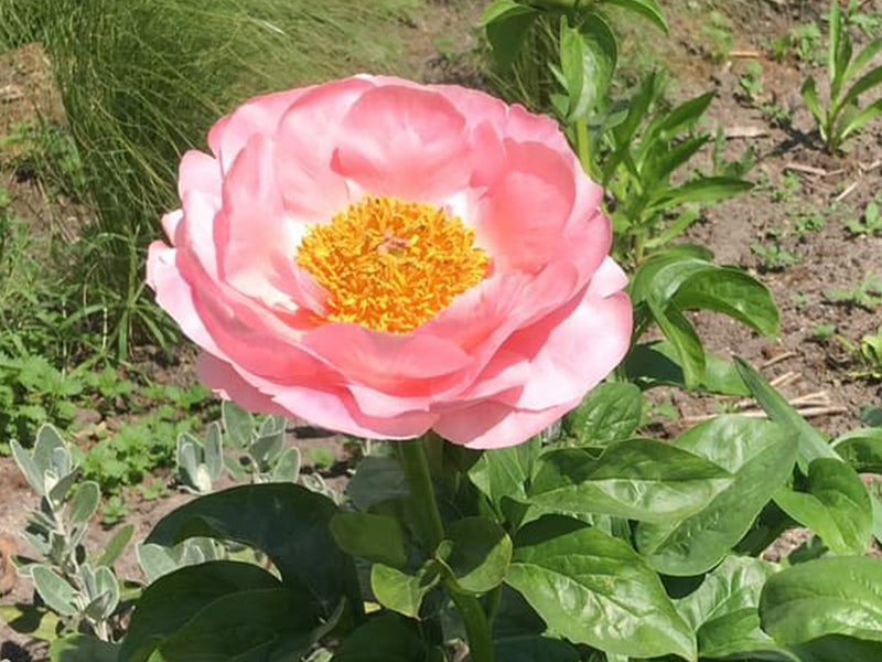 Paeonia, 'Salmon Dream' hybrid herbaceous peony