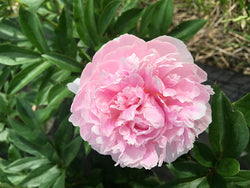 Paeonia lactiflora, 'Sarah Bernhardt' heirloom herbaceous peony PICK UP