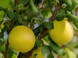 Apricot hybrid, 'Shaa-Kar-Pareh'