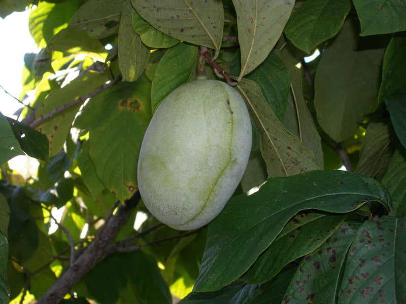 Asimina, 'Shenandoah' pawpaw