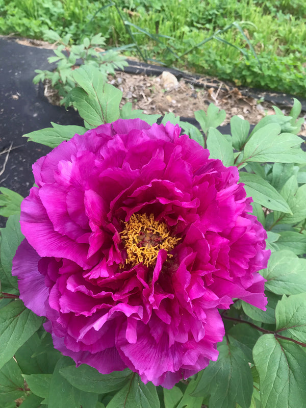 Paeonia suffruticosa, 'New National Beauty' Japanese tree peony