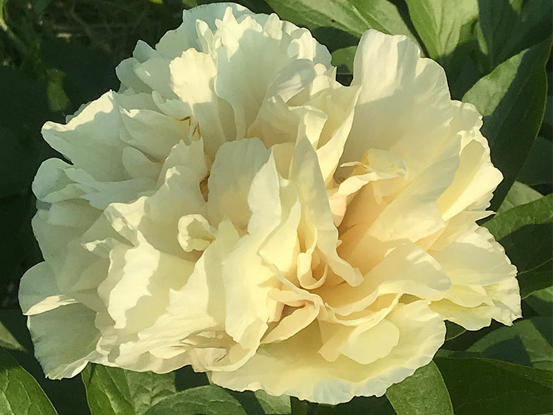 Paeonia, 'Sunny Girl' hybrid herbaceous peony PICK UP