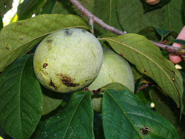 Asimina, 'Susquehanna' pawpaw