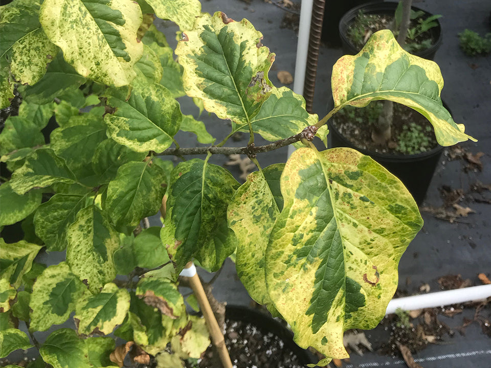 Syringa Reticulata Leaf