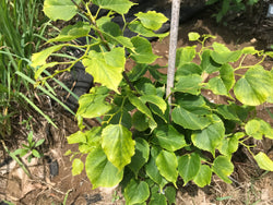 Tilia cordata, ‘Girard’s Pendula Nana' dwarf weeping little leaf linden