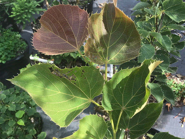 Tilia henryana, 'Henry's Lime'