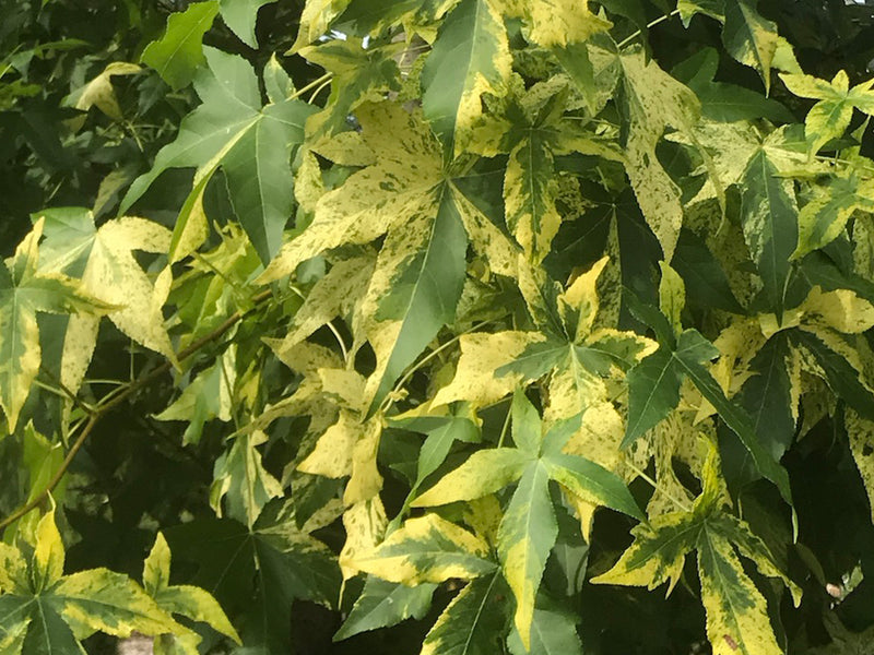 Liquidambar styraciflua 'Variegata' Variegated Sweetgum