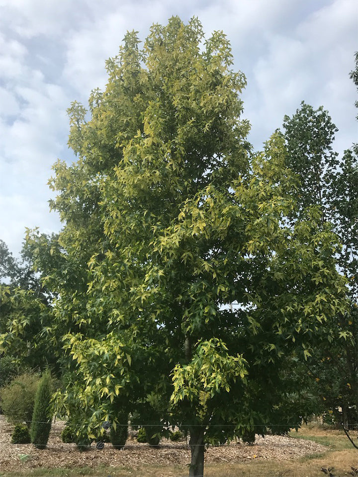 Liquidambar styraciflua 'Variegata' Variegated Sweetgum