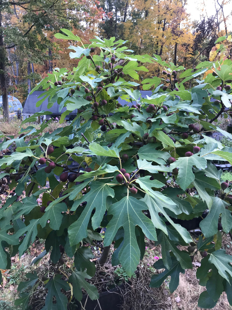 Ficus, 'Violette De Bordeaux' fig