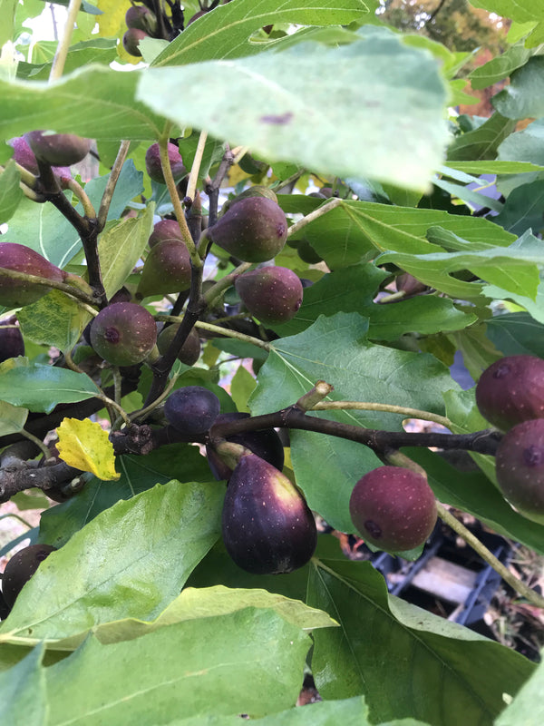 Ficus, 'Violette De Bordeaux' fig