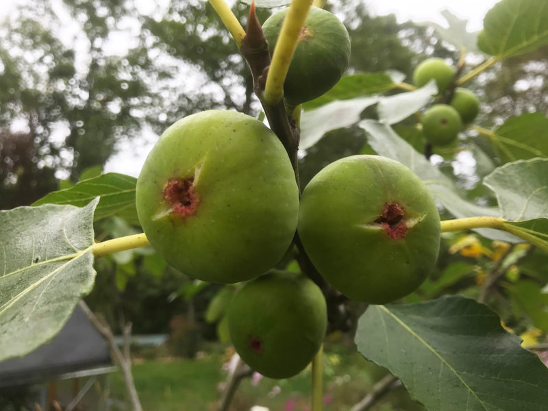 Ficus, Adriatic type fig from Windsor Terrace