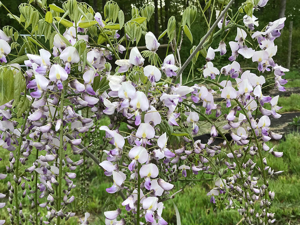 Wisteria floribunda, 'Anwen' Japanese wisteria