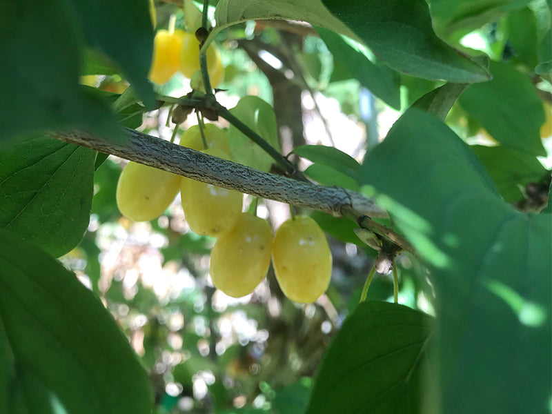 Cornus, 'Yantarny' cornelian cherry