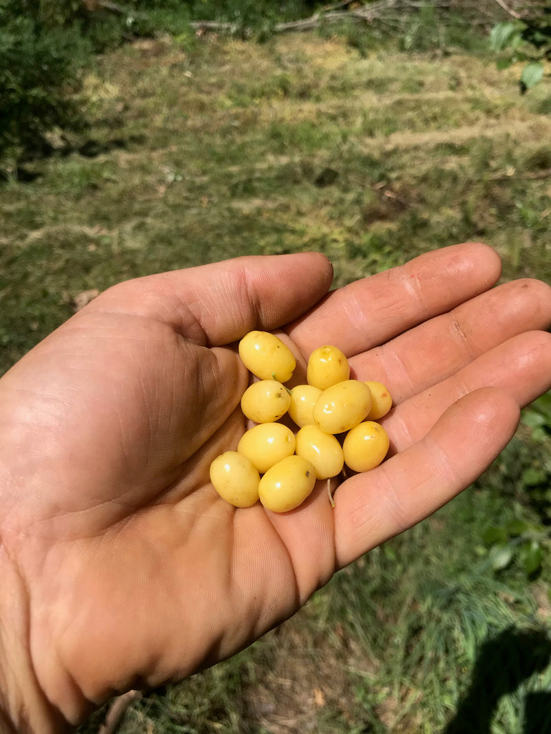 Cornus, 'Yantarny' cornelian cherry
