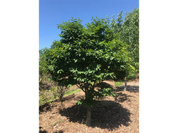 Zelkova serrata, 'Goblin' Dwarf Japanese Zelkova