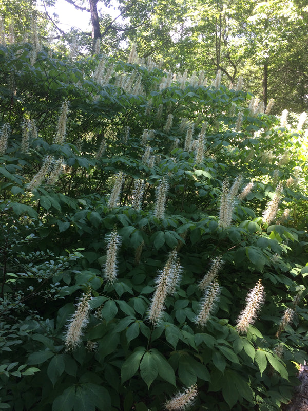 Aesculus parviflora, Bottlebrush Buckeye