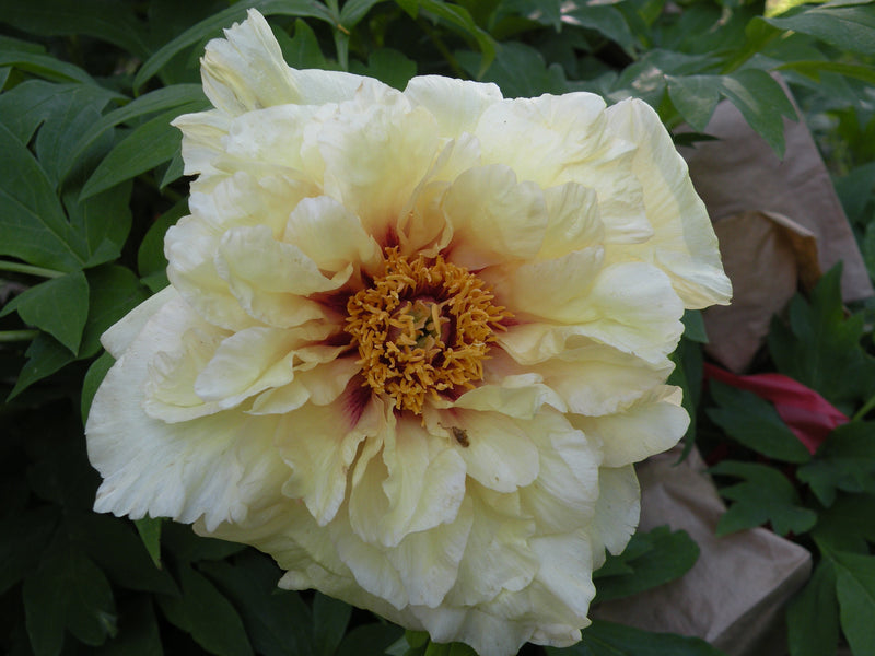 Age of Gold | Yellow Hybrid Tree Peony  Cricket Hill Garden