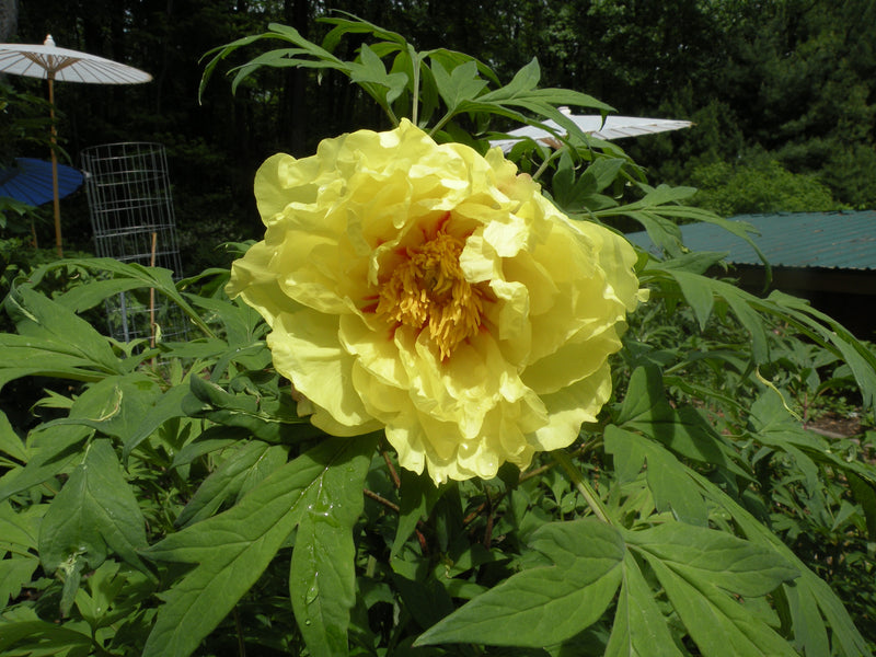 Paeonia, 'Alhambra' hybrid tree peony