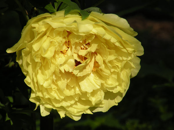 Paeonia, 'Alice Harding' hybrid tree peony 6 yr. mature specimen plant