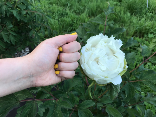 Paeonia, 'Anelise' tree peony