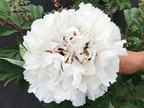 Paeonia, 'Anelise' tree peony