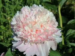 Paeonia lactiflora, 'Angel Cheeks' herbaceous peony