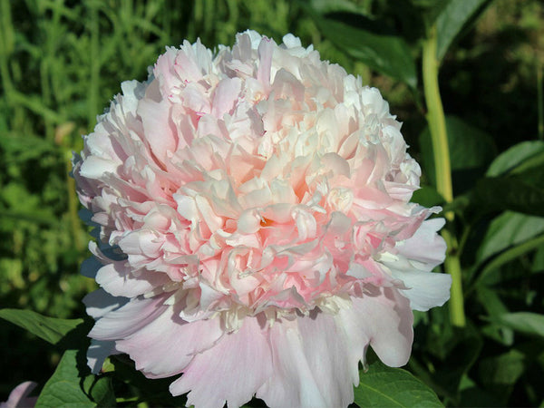 Paeonia lactiflora, 'Angel Cheeks' herbaceous peony PICK UP