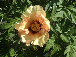 Paeonia, 'Angelet' American hybrid tree peony