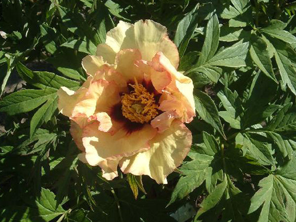 Paeonia, 'Angelet' American hybrid tree peony