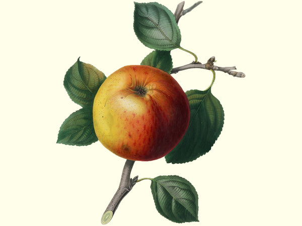 Malus, 'Baldwin' heirloom apple