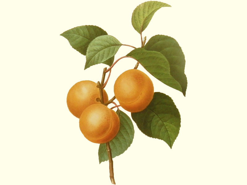 Prunus persica, 'Blushingstar' peach scion