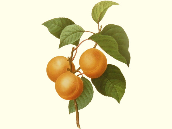 Prunus x, 'Shaa-Kar-Pareh' hybrid apricot scion