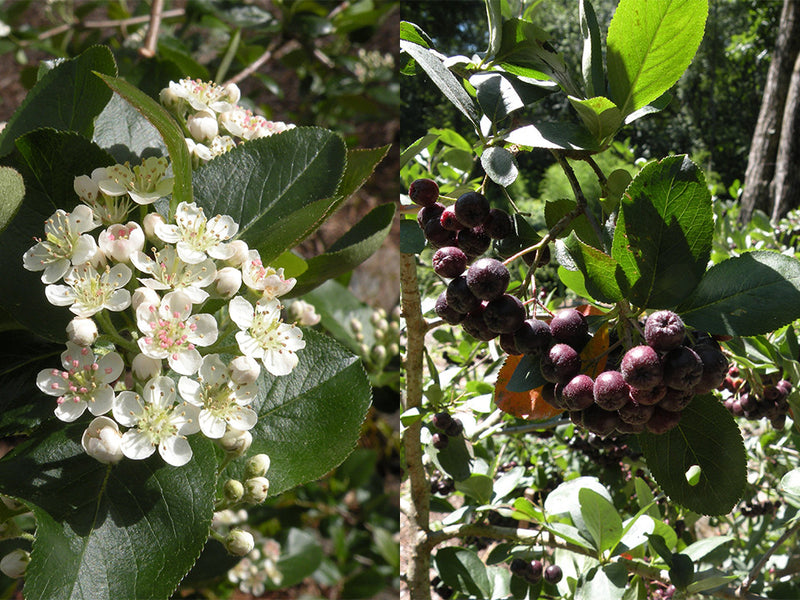 Aronia melanocarpa, 'Nero' & 'Viking' COMBO PAK