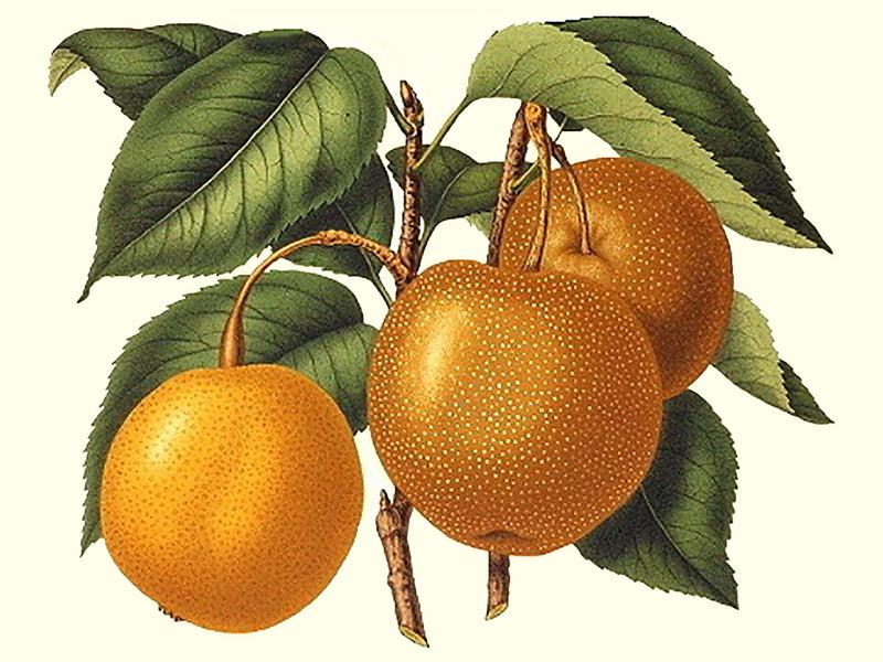 Pyrus pyrifolia, 'Shinko' asian pear scion